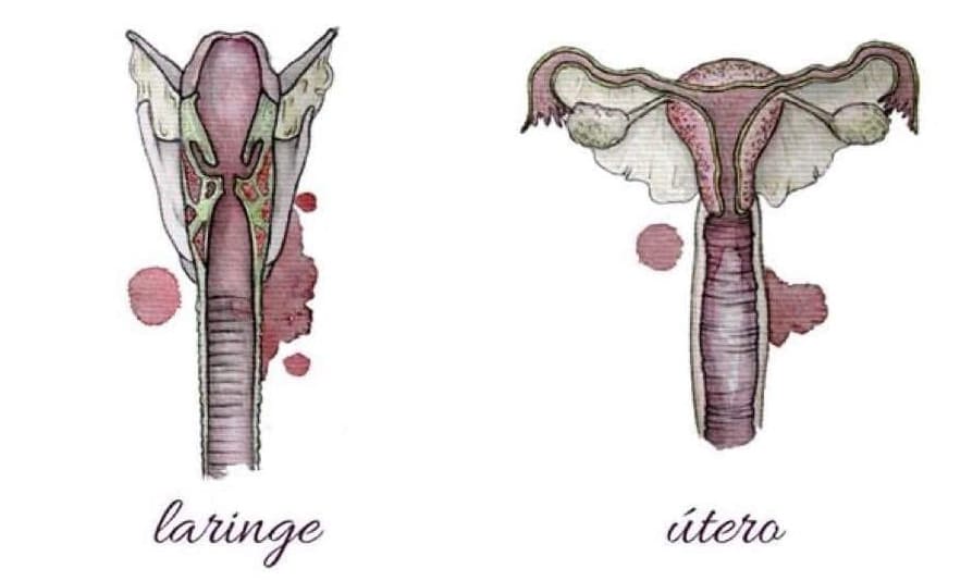 laringe y vagina
